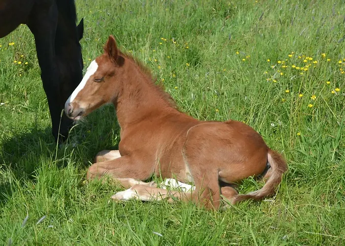 Holiday home Au Haras