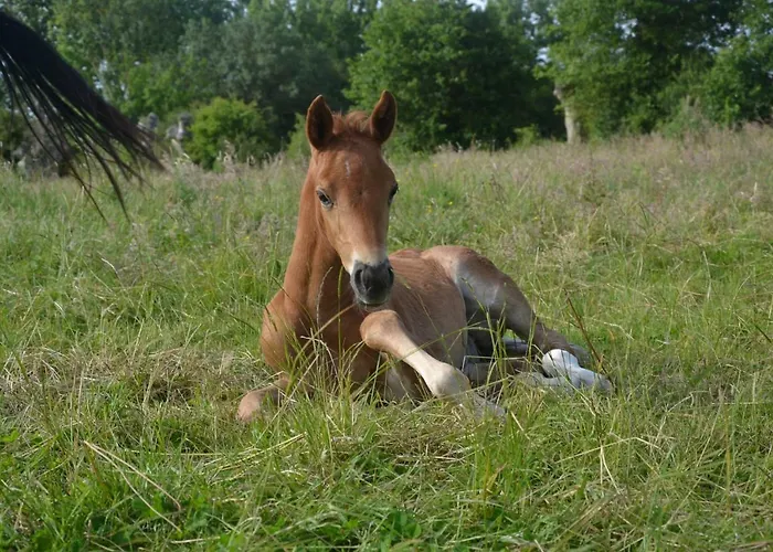 Holiday home Au Haras Les Aubiers